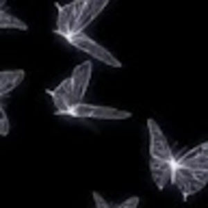 Meet your Posher, Evie